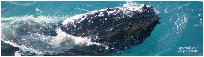 Humpback_Whale_Migration_Header