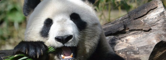 panda-header
