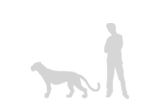 size-snowleopard-160-2893-cb1371164004