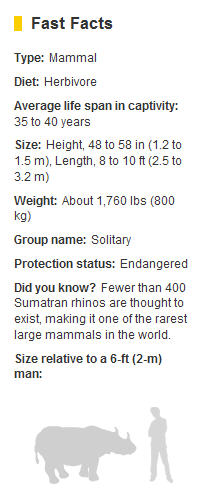 sumatran-rhino-facts
